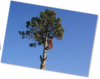 Treeclimbing_02