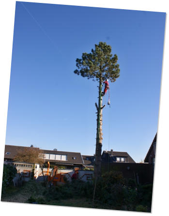 Treeclimber - in schwindelnder Höhe