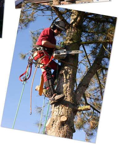 Treeclimbing_05