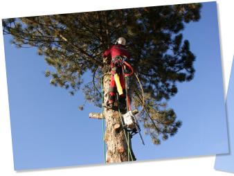 Treeclimbing_05