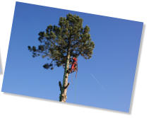 Treeclimbing_02