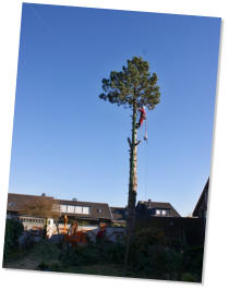 Treeclimber - in schwindelnder Höhe