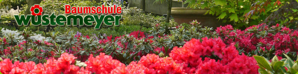 Blume auf der Seite Sortiment der Baumschule Wüstemeyer