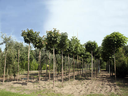 Blick in unsere Plantage