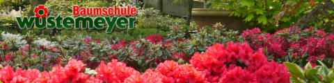 Blume auf der Seite Sortiment der Baumschule Wüstemeyer