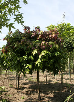 Catalpa bignonioides 'Nana' 