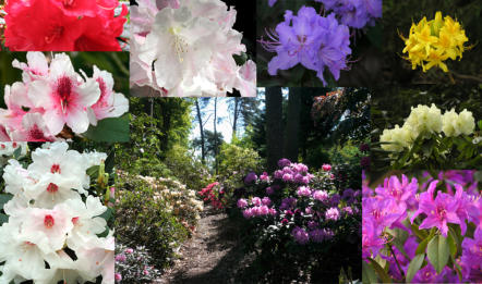 Rhododendron