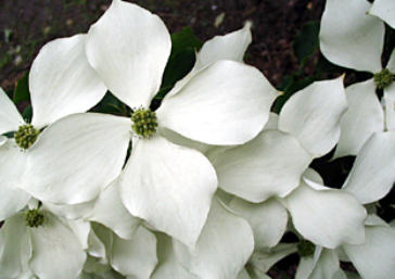 Blumenhartriegel Blüte