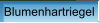 Blumenhartriegel