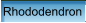Rhododendron