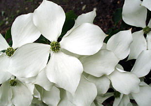 Blumenhartriegel 02