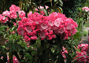 Kalmia I. Heart of Fire