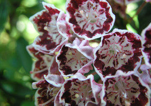 Kalmia l. Minuet