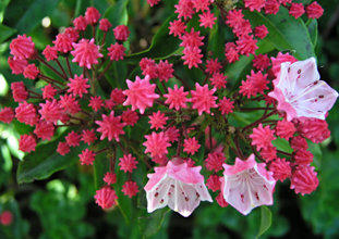 Kalmia l. Olympic Fire