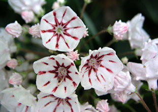 Kalmia l. Peppermint