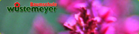 Blume auf der Seite Impressionen Rundblick