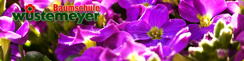 Blume auf der Seite Wegbeschreibung