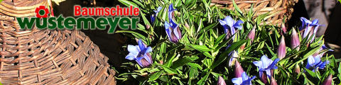 Blume auf der Seite Links