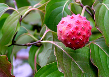 Blumenhartriegel Frucht